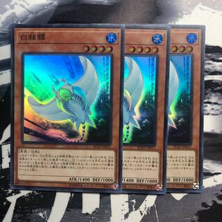 白棘鱏　ホワイトスティングレイ