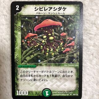 シビレアシダケ