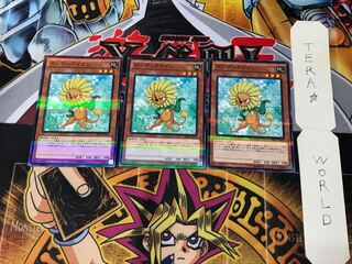 Dandylion 20AP 3 Normal Parallel Set of 3 Tera