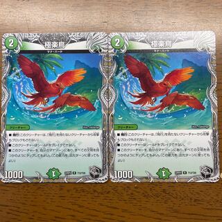 Birds of Paradise (Black Treasure) R T12/T20