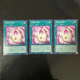 Sunvine Sowing Normal JP065 Set of 3