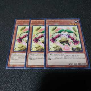 遊戯王　占術姫コインノーマ　３枚