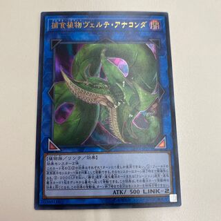 捕食植物ヴェルテアナコンダ