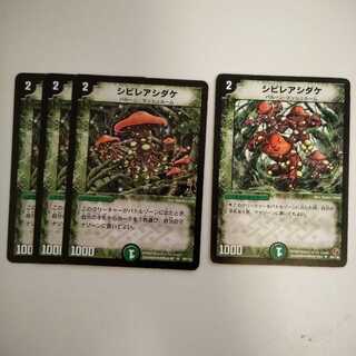 シビレアシダケ 4枚