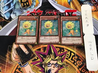 ダンディライオン GDB1 1 ゴールド 3枚セット てら