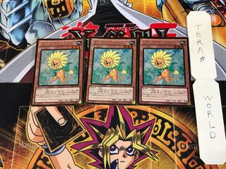 Dandylion GDB1 3 Gold Set of 3 Tera