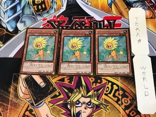 ダンディライオン GDB1 5 ゴールド 3枚セット てら