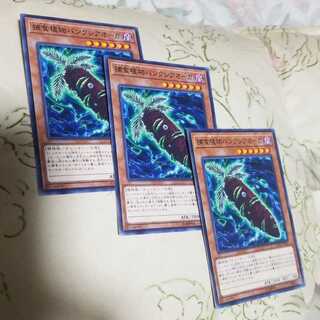 バンクシアオーガ