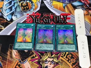 宝玉の樹 DP07 1 スーパー 3枚セット てら