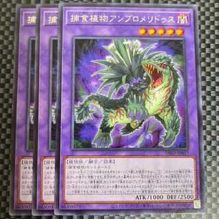 鮭イクラ商店 2092 捕食植物アンブロメリドゥス レア JP037