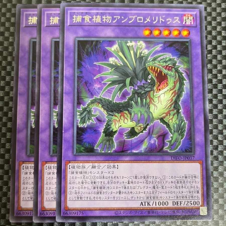 Salmon Salmonid Store 2095 Prey Upon Plant Ambromeridus Rare JP037