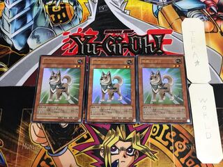 Shiba-Warrior Taro YAP1 1 Ultra Set of 3 Tera