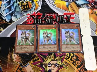 Shiba-Warrior Taro YAP1 3 Ultra Set of 3 Tera