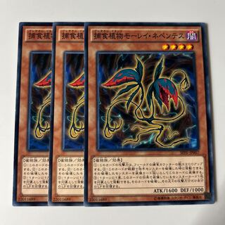 10291 捕食植物モーレイ・ネペンテス ノーマル JP007