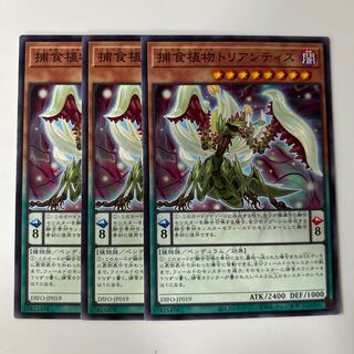 10306 捕食植物トリアンティス ノーマル JP019