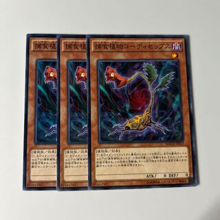 10399 捕食植物コーディセップス ノーマル JP011