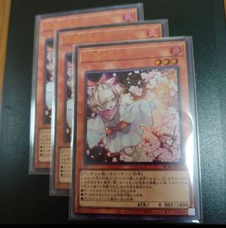 Ash Blossom & Joyous Spring