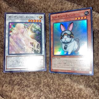 Garden Rose Flora Rare ,Rescue Rabbit Ultra