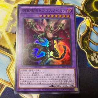 Predaplant Dragostapelia Super Rare JP028