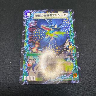 アリゲーター カイマン プロモ