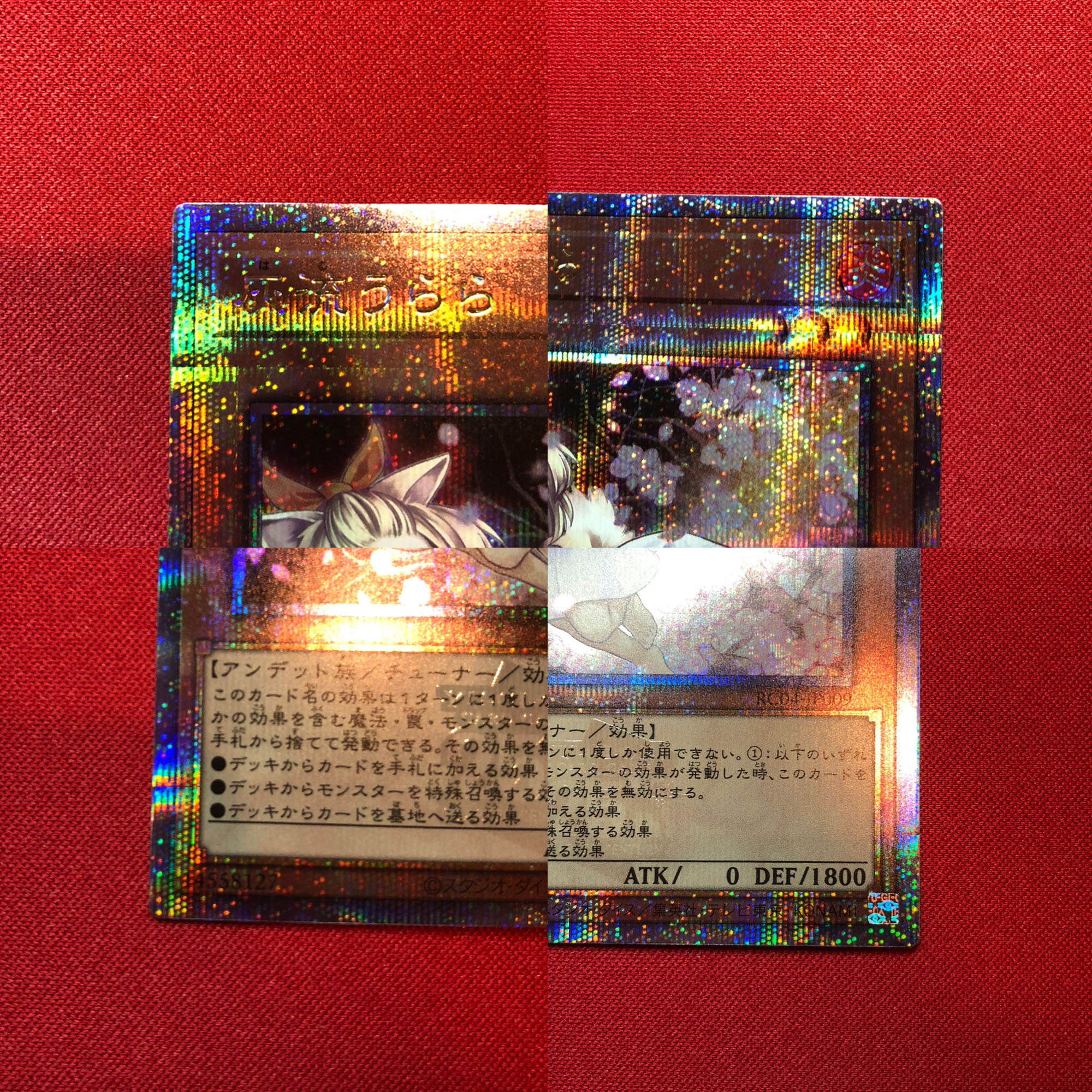 Ash Blossom & Joyous Spring 25th Sik.