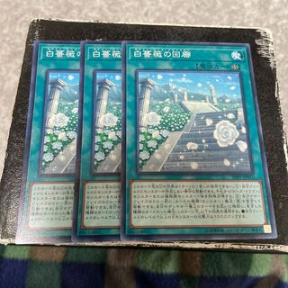 White Rose Cloister 3 normal