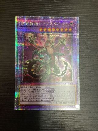 Predaplant Dragostapelia QSE JP028