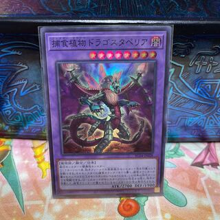 No.1746 P屋　捕食植物ドラゴスタペリア 【スー】