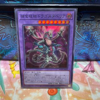 No.1747 P屋　捕食植物ドラゴスタペリア 【スー】