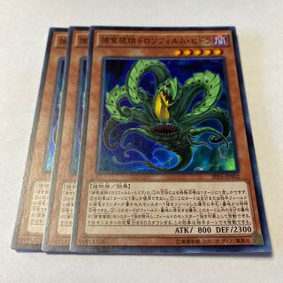 捕食植物ドロソフィルム・ヒドラ スーパーレア JP002