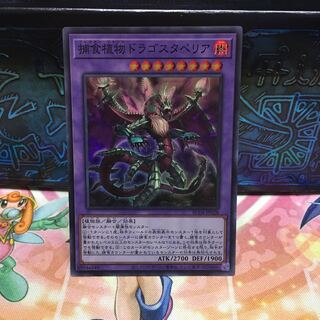 No.1780 P屋　捕食植物ドラゴスタペリア 【スー】