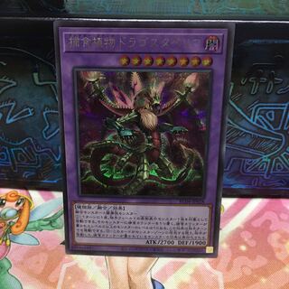捕食植物ドラゴスタペリア」の激安通販 | magi