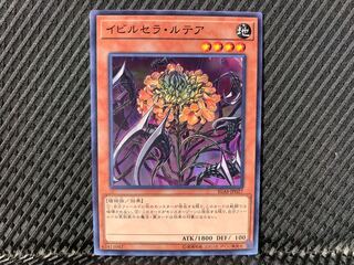 【アゴ之内】遊戯王 イビルセラ・ルテア ノーマル