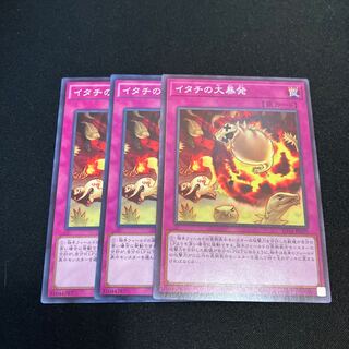 3 Ferret Flames Special Price