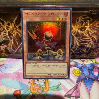 No.1770 P屋　ローンファイア・ブロッサム 【スー】