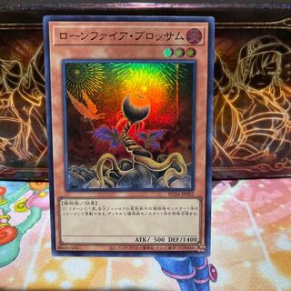 No.1909 P屋　ローンファイア・ブロッサム 【スー】