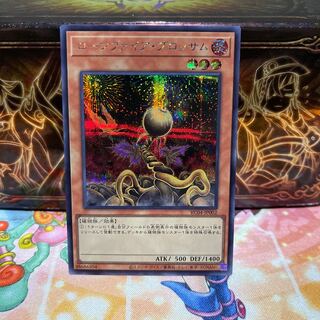 No.1910 P屋　ローンファイア・ブロッサム 【シク】