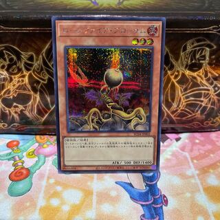 No.1911 P屋　ローンファイア・ブロッサム 【シク】