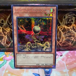 No.1913 P屋　ローンファイア・ブロッサム 【シク】