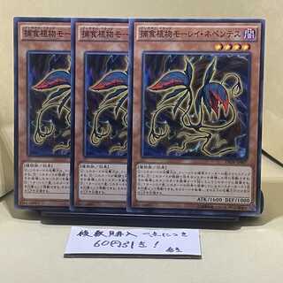 捕食植物モーレイ・ネペンテス ノーマル