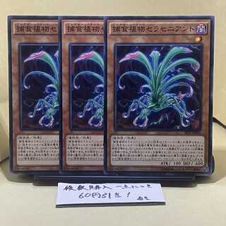 Predaplant Sarraceniant Normal JP001