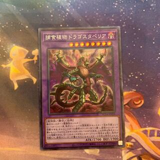 Predaplant Dragostapelia Collector's Rare