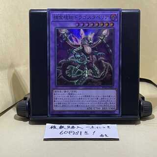 捕食植物ドラゴスタペリア スーパーレア