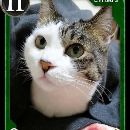 S 1 piece] Cryptocat Lara