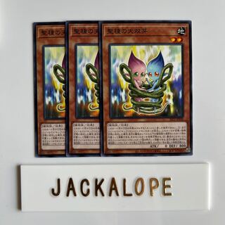 10551 Sunseed Twin Normal JP030 $6800