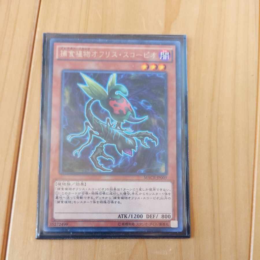 Predaplant Ophrys Scorpio Rare Lonefire Blossom