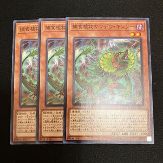 Predaplant Chlamydosundew Normal 3