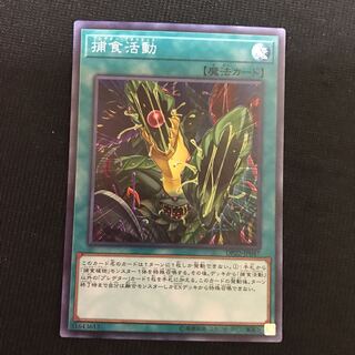 捕食活動　スーパー