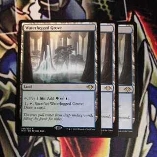 冠水樹林帯 3枚 英語