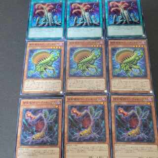 【Nog40】捕食植物コーディセップス×3枚 捕食スピノ・ディオネア×3捕食跨ぎ木